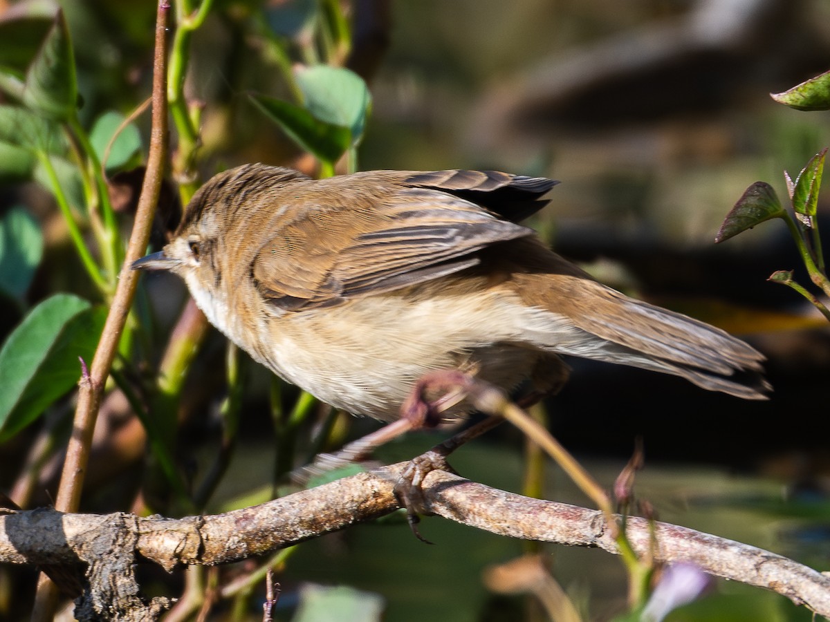 Clamorous Reed Warbler - ML647166511