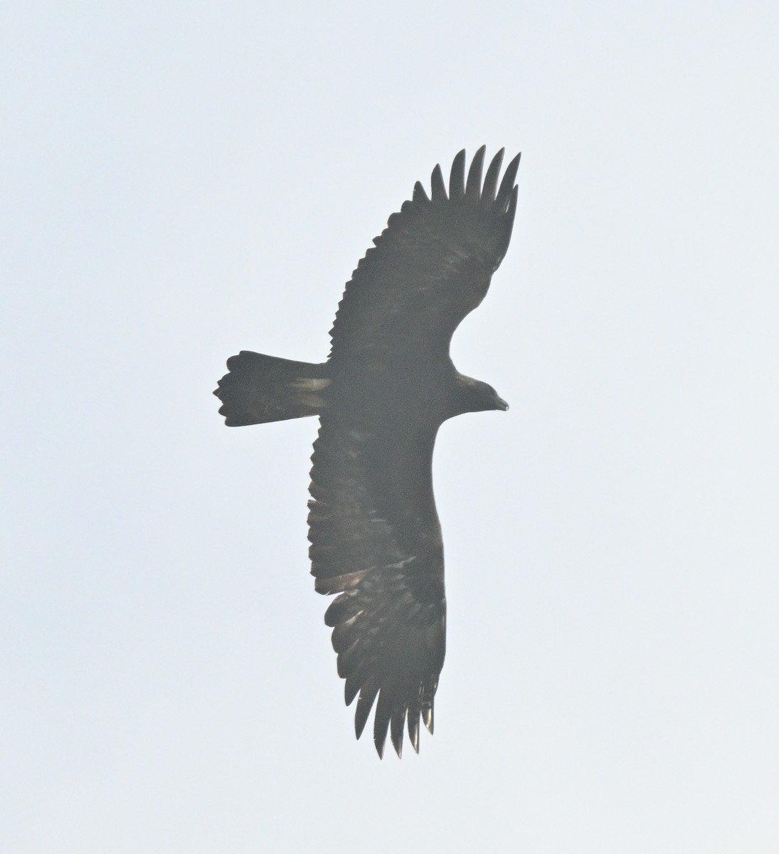 Golden Eagle - ML647166525