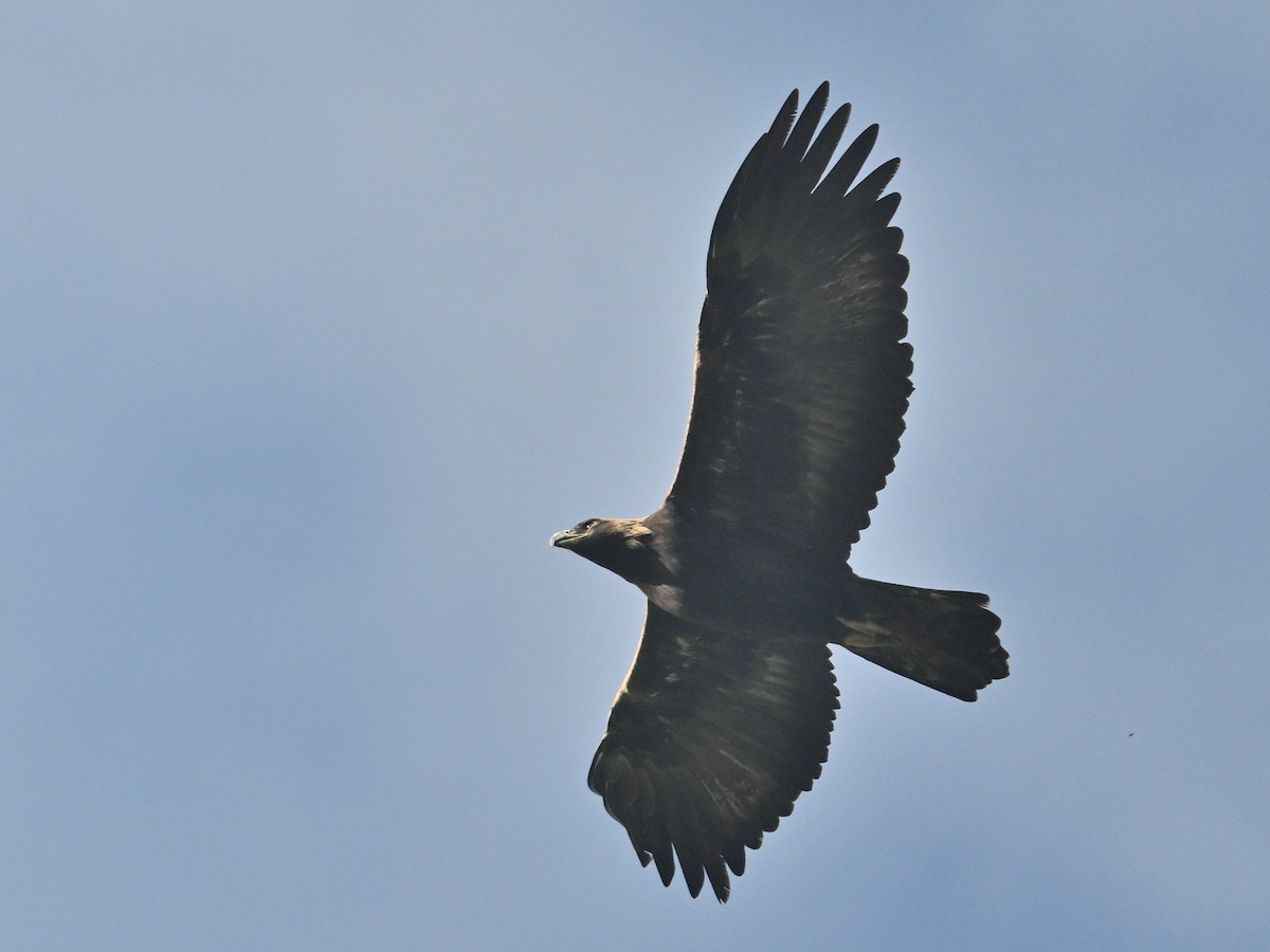 Golden Eagle - ML647166526