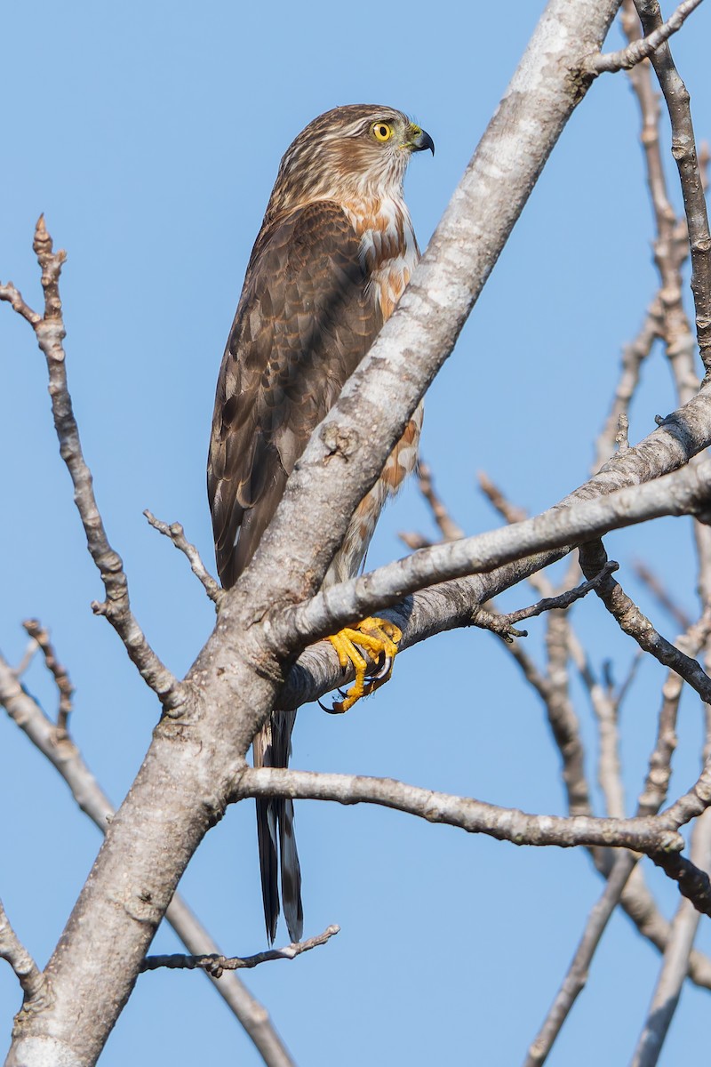 Sharp-shinned Hawk - ML647166535