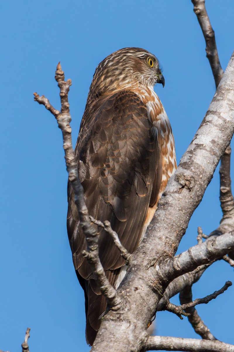 Sharp-shinned Hawk - ML647166536