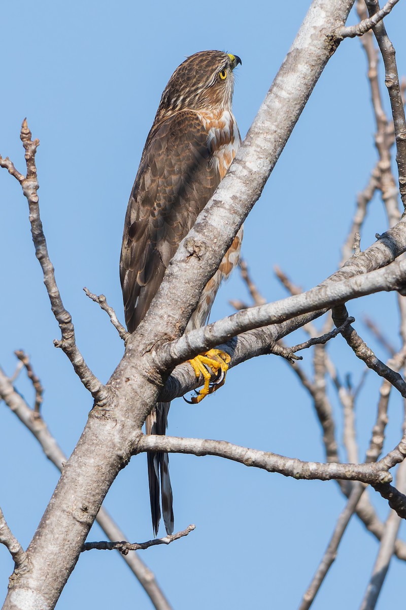 Sharp-shinned Hawk - ML647166537