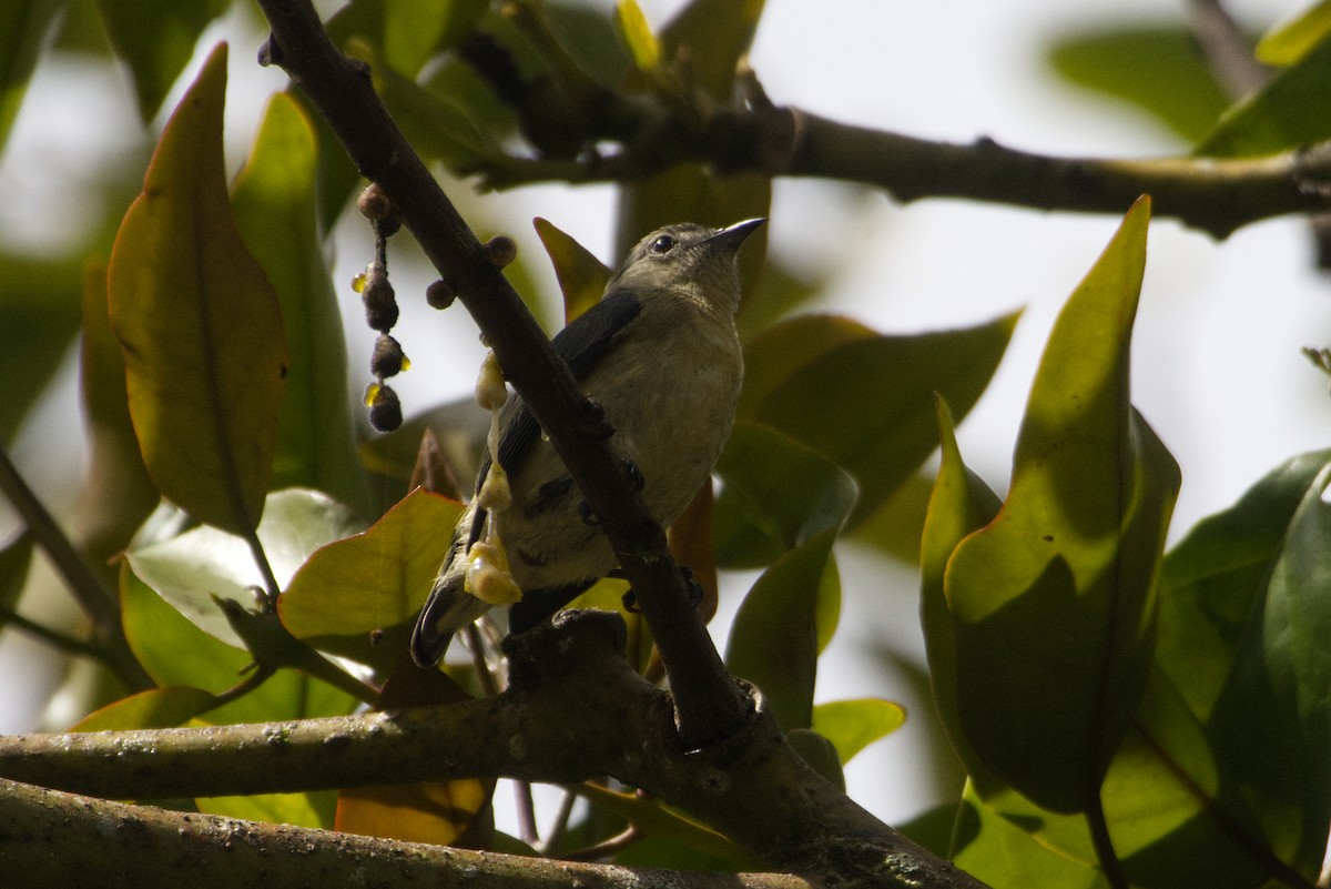 Plain Flowerpecker - ML647166538