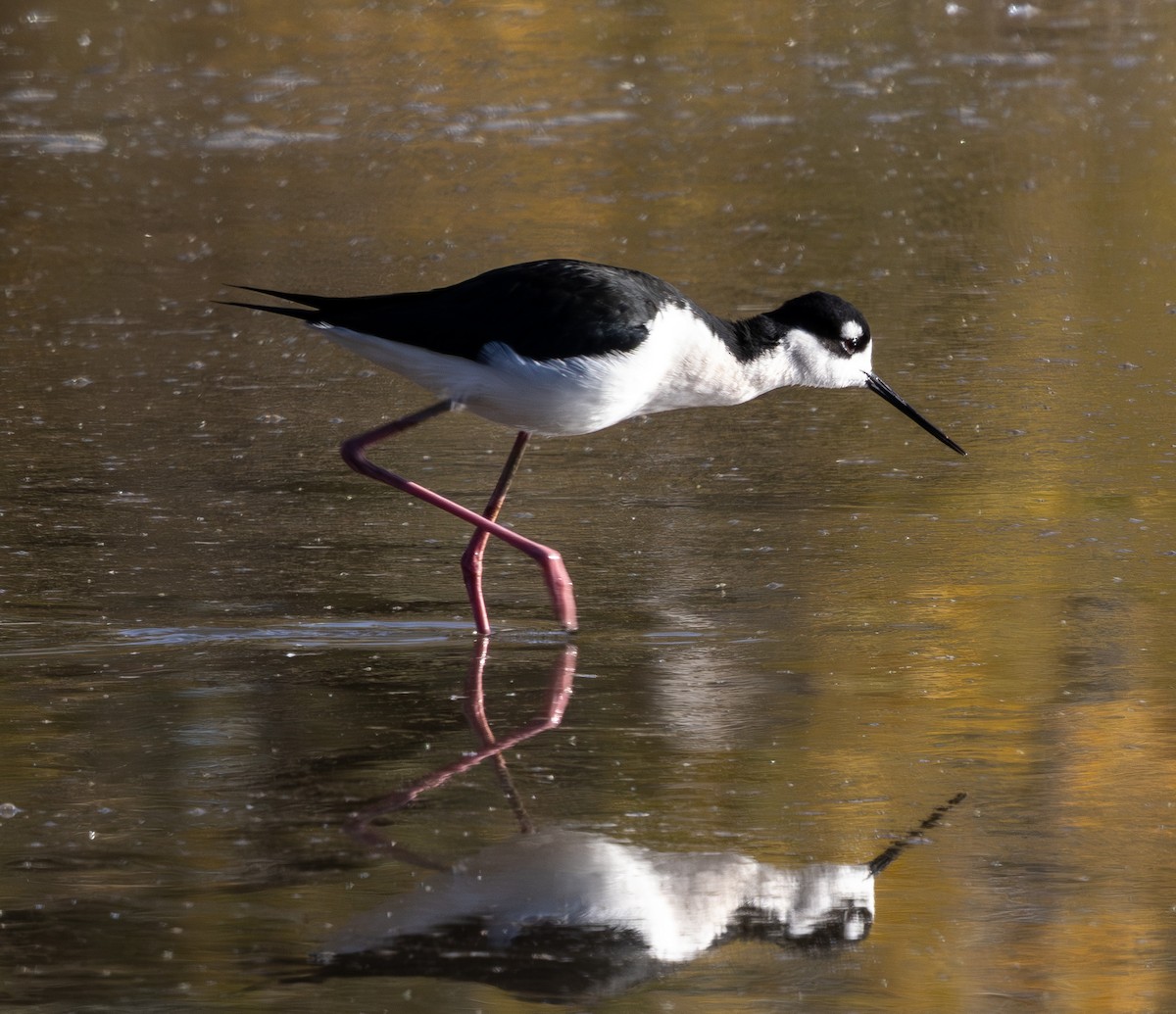 Black-necked Stilt - ML647166560