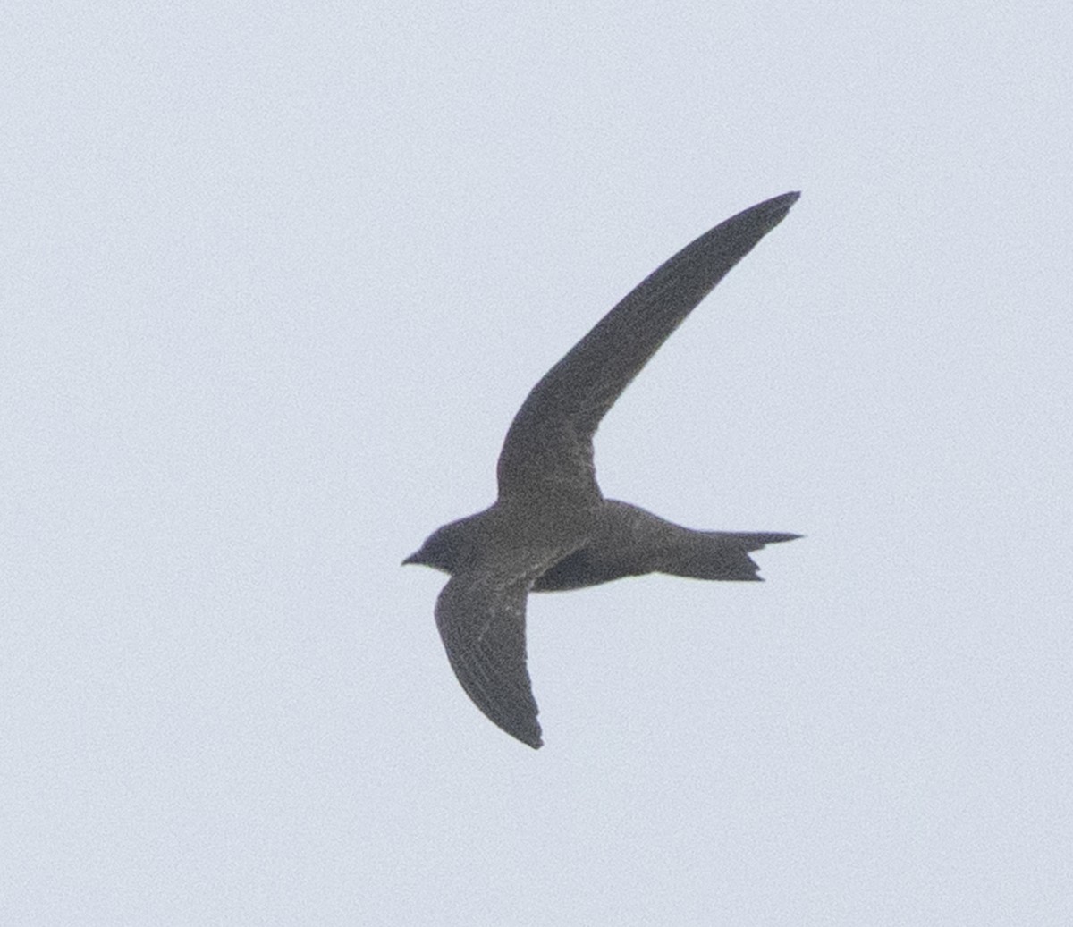 alpeseiler - ML647166567