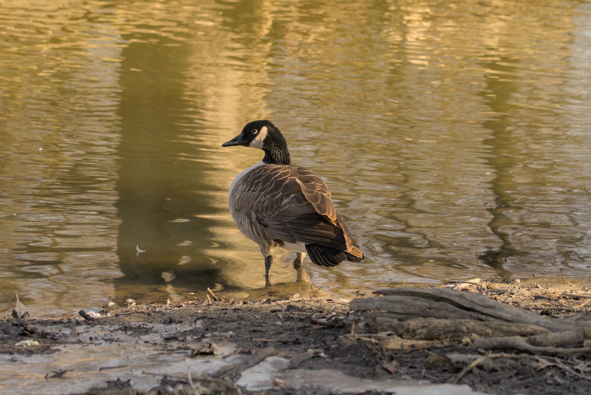 Canada Goose - ML647166569