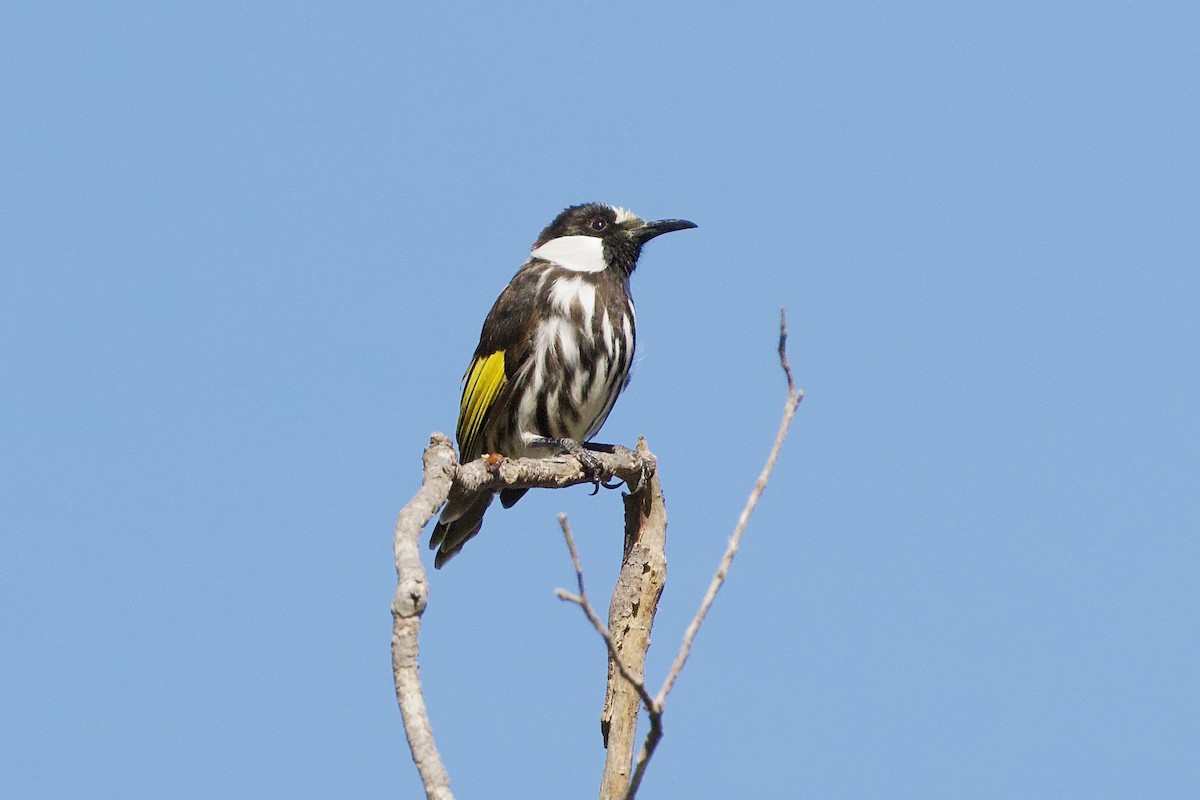 ホオジロキバネミツスイ - ML647166574