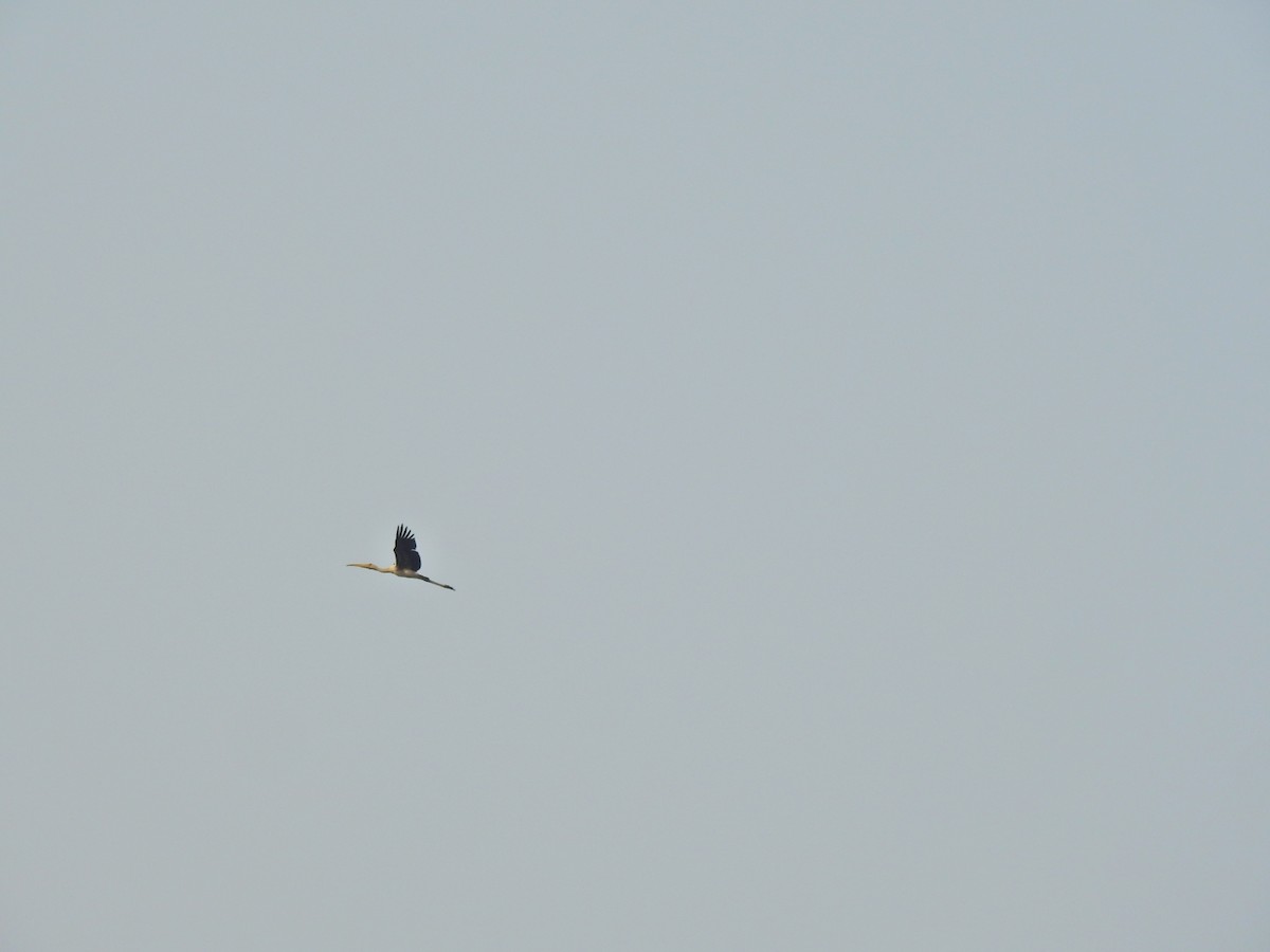 Tántalo Indio - ML647166577