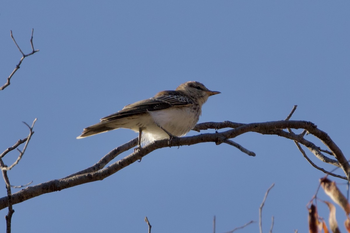 ミイロサンショウクイ - ML647166593