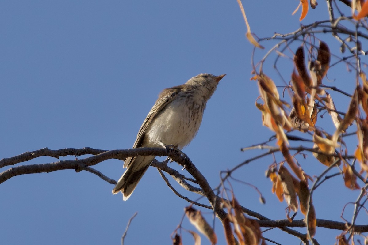 ミイロサンショウクイ - ML647166594