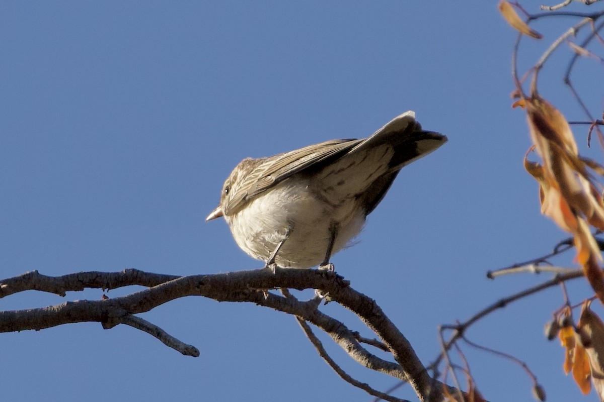 ミイロサンショウクイ - ML647166595