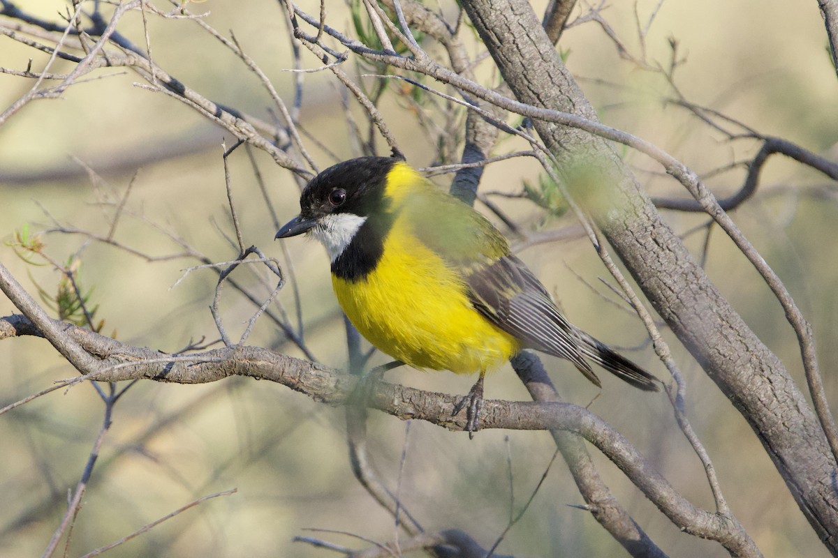 Golden Whistler (Western) - ML647166596
