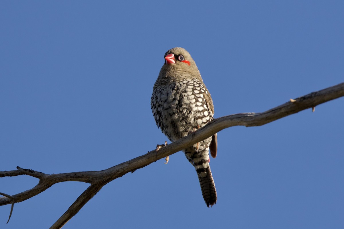 キョウジョスズメ - ML647166603