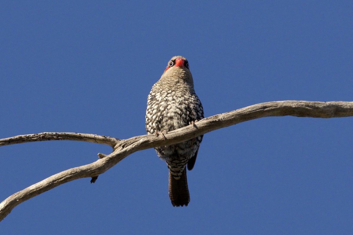 キョウジョスズメ - ML647166604