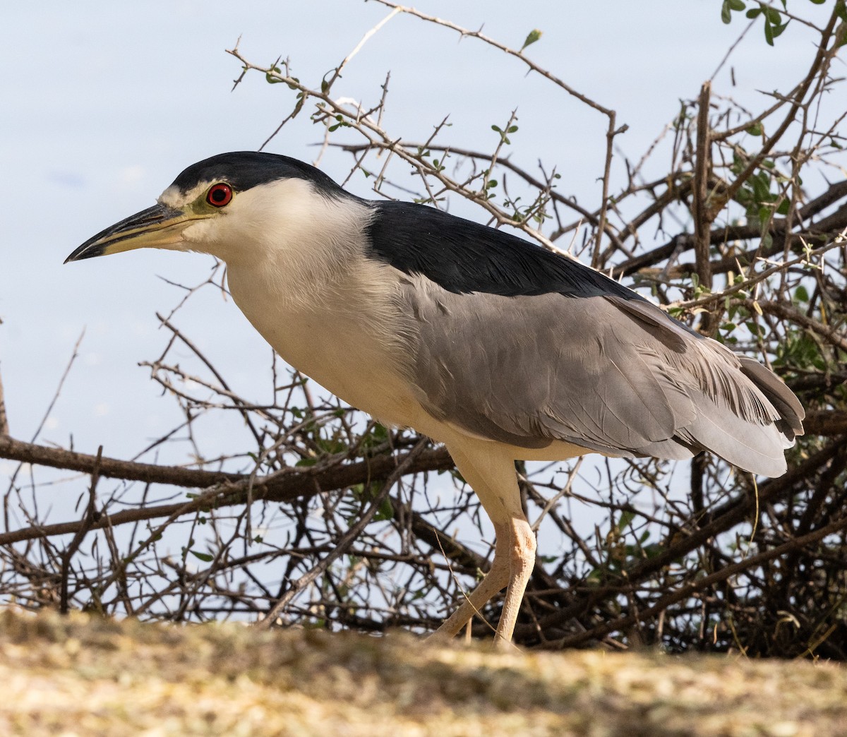 Black-crowned Night Heron - ML647166609