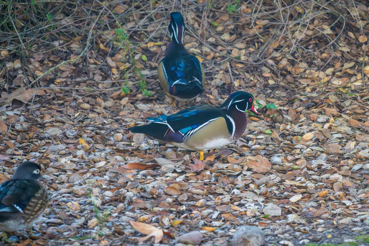 Wood Duck - ML647166610