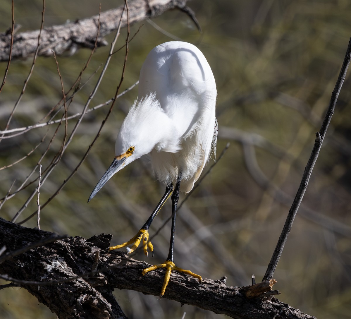 Snowy Egret - ML647166611