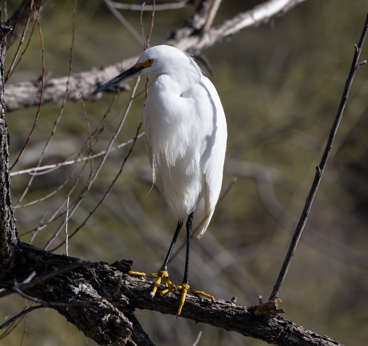 Snowy Egret - ML647166612