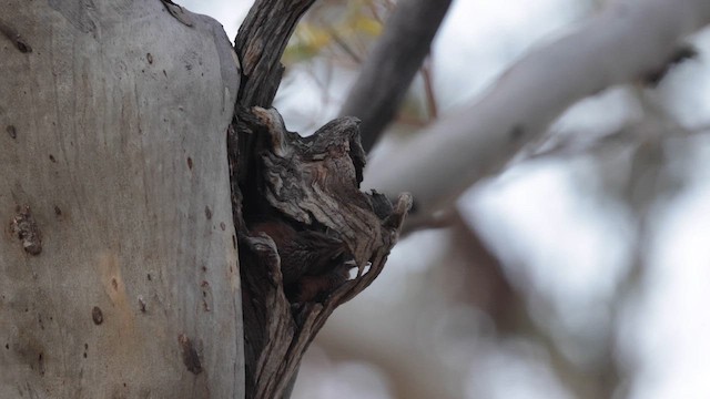 Rufous Treecreeper - ML647166613