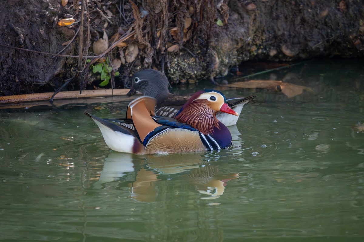 Mandarin Duck - ML647166614