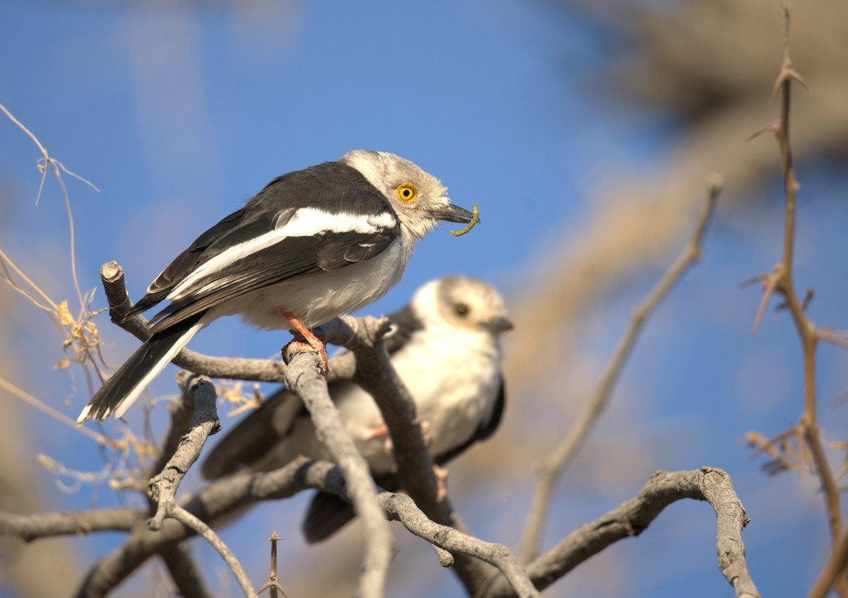 White-crested Helmetshrike (Yellow-eyed) - ML647166615