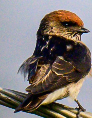 Streak-throated Swallow - ML647166616