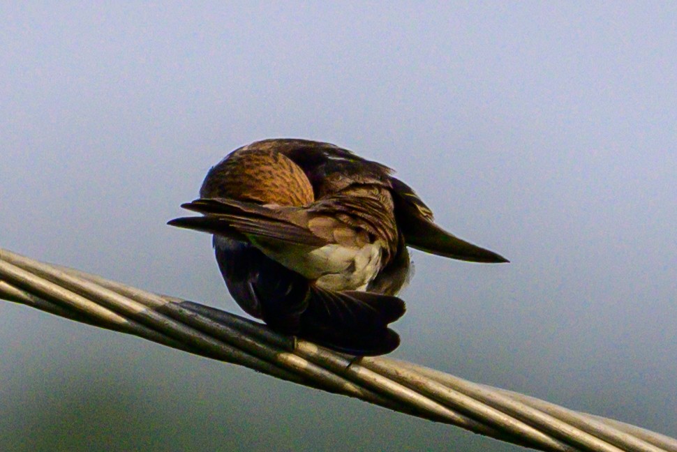 Streak-throated Swallow - ML647166617