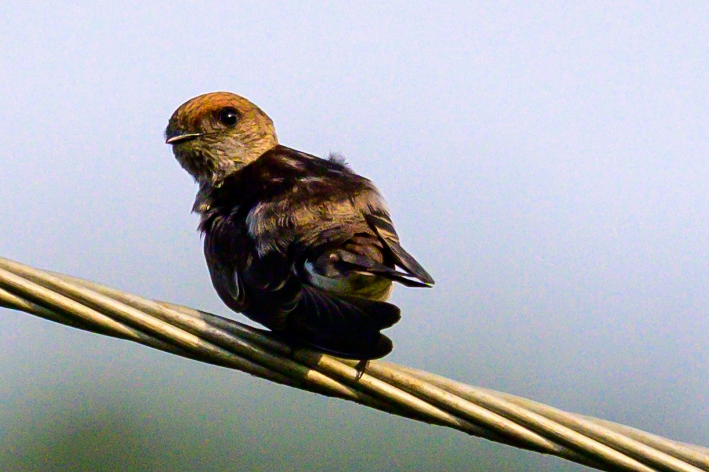 Streak-throated Swallow - ML647166618