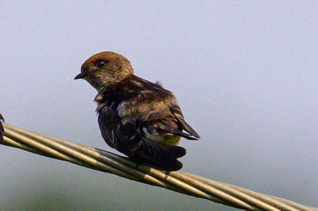 Streak-throated Swallow - ML647166619