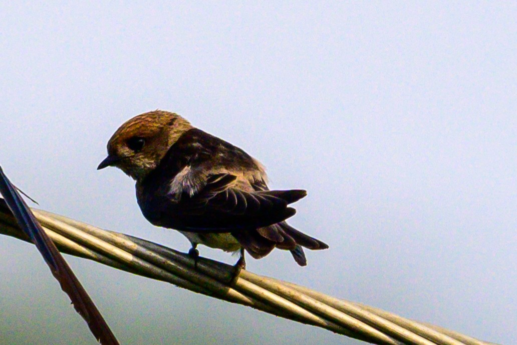 Streak-throated Swallow - ML647166620