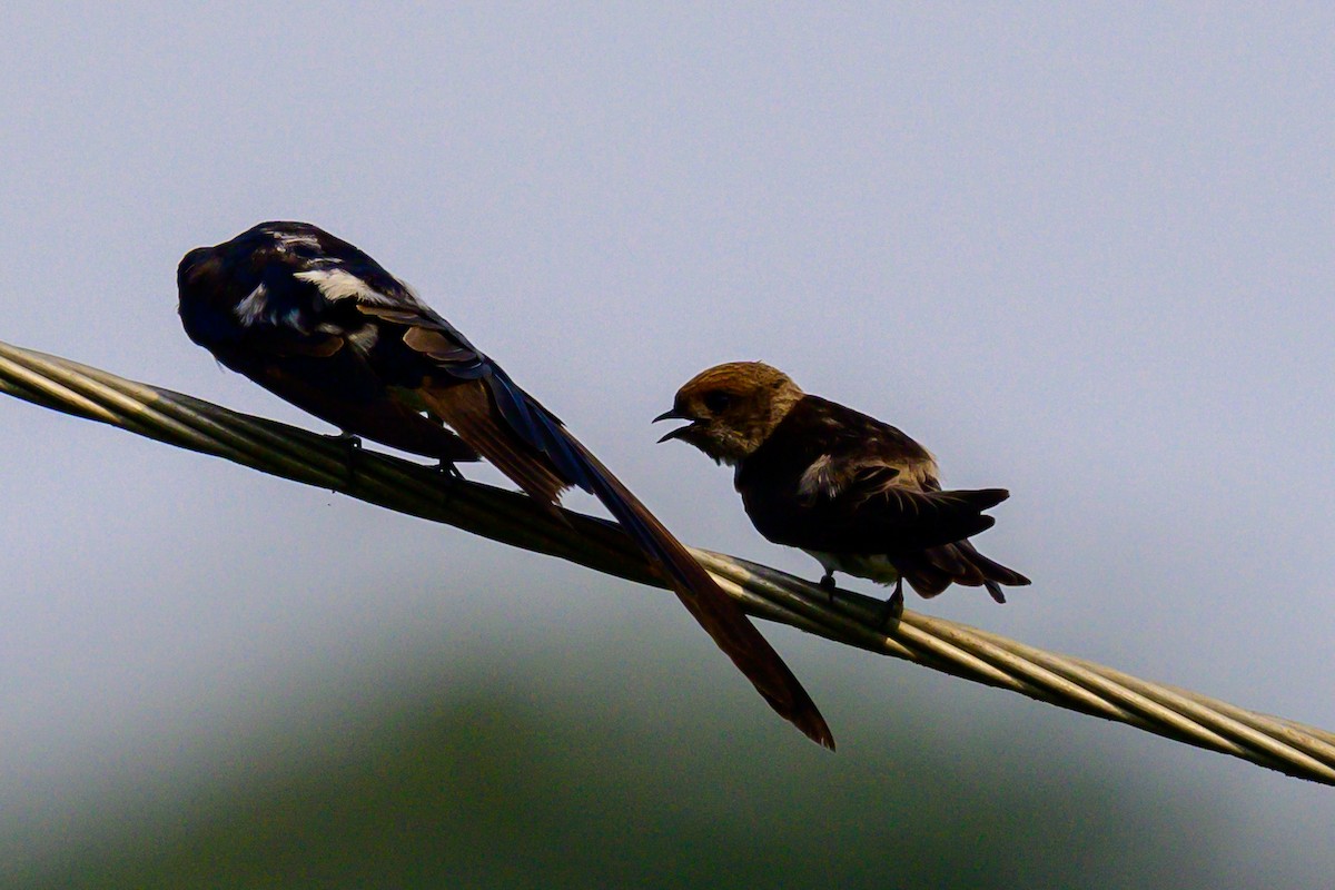 Streak-throated Swallow - ML647166621