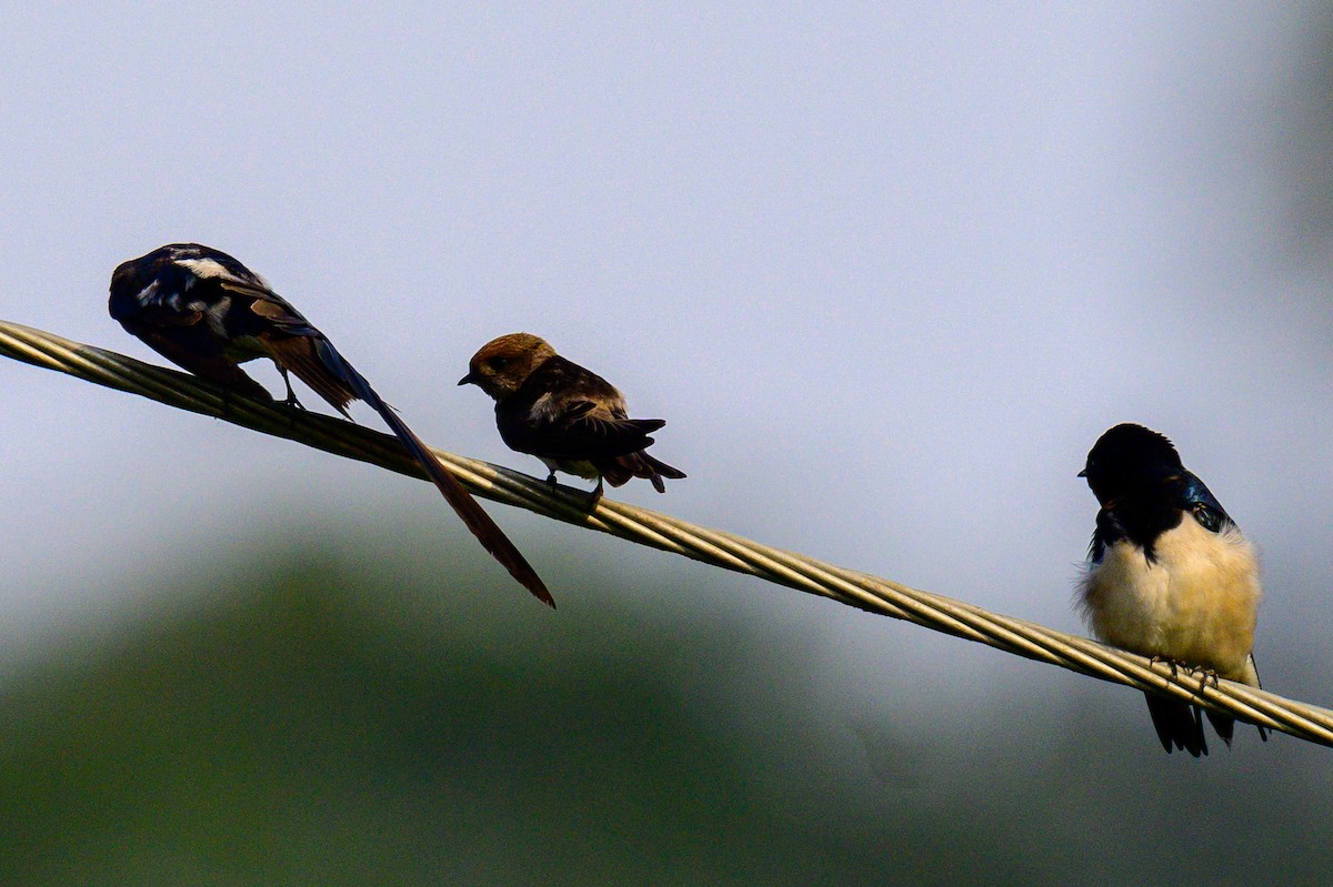 Streak-throated Swallow - ML647166622