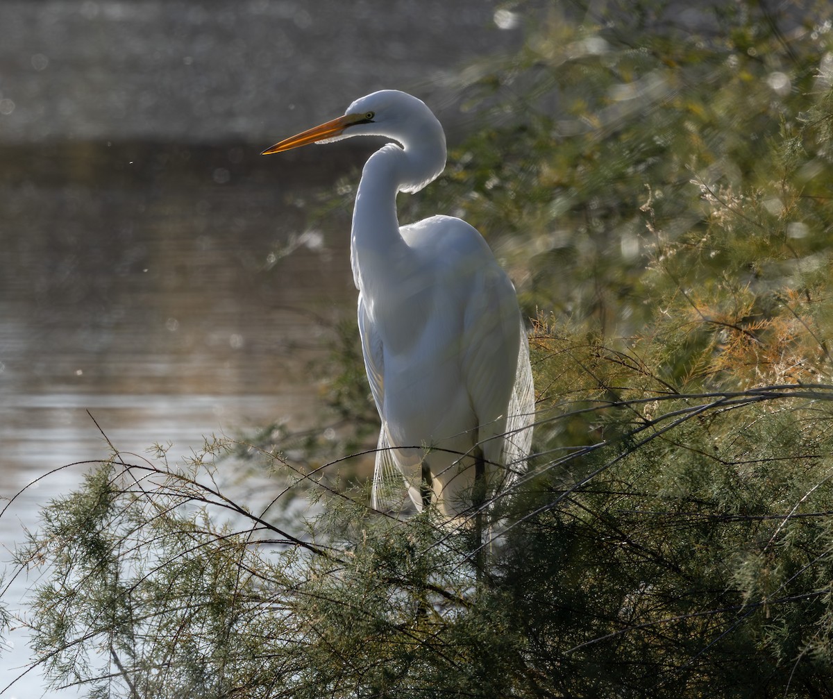 Great Egret - ML647166623