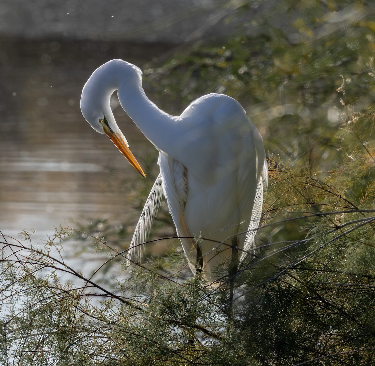 Great Egret - ML647166624