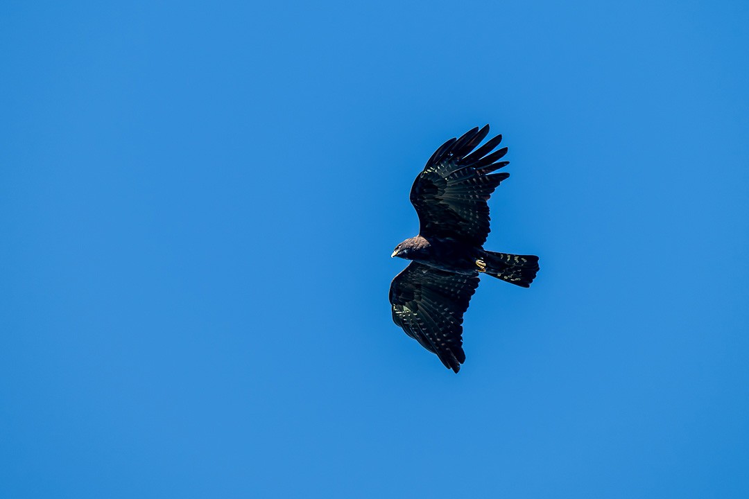 Black Eagle - ML647166625