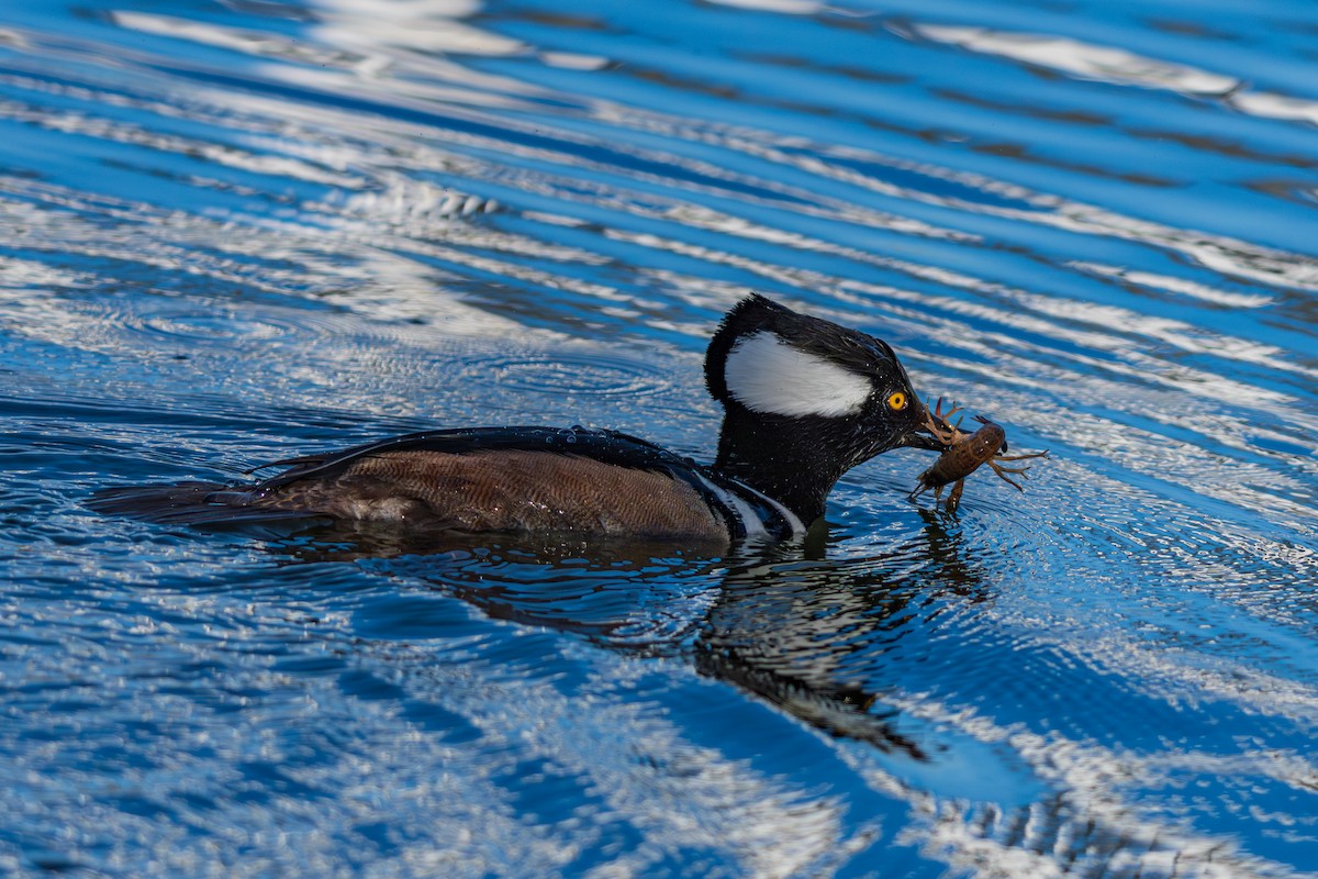 Hooded Merganser - ML647166626
