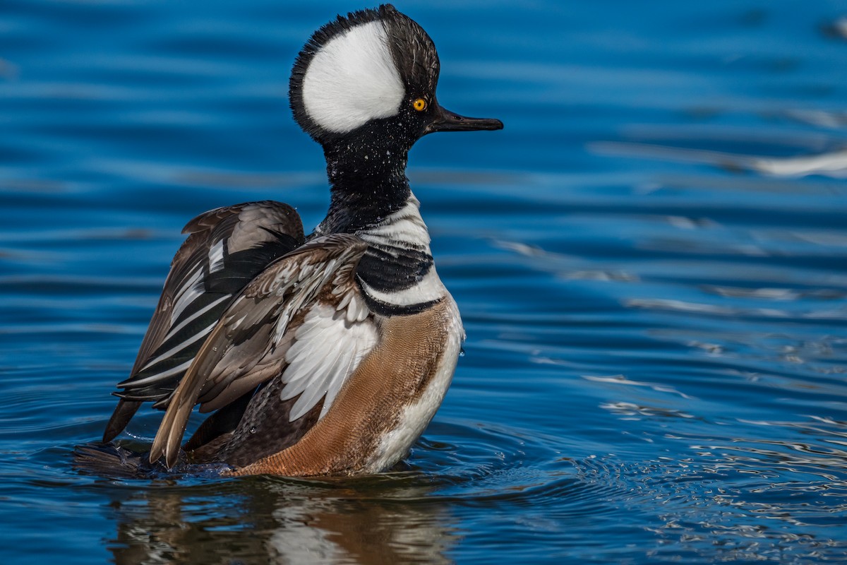 Hooded Merganser - ML647166627