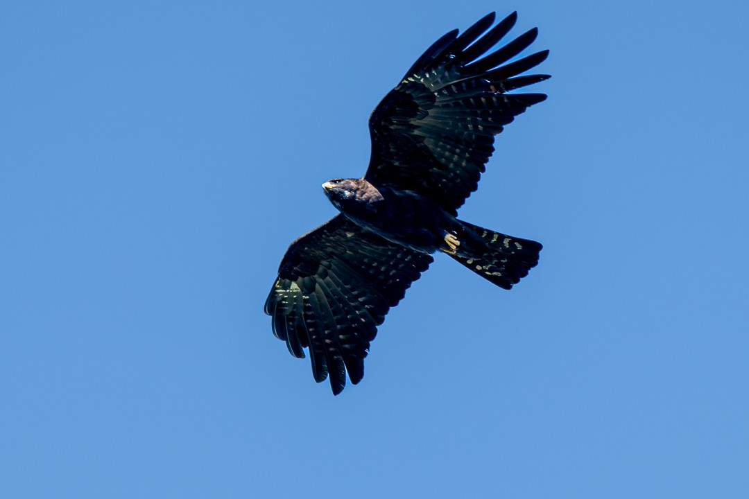 Black Eagle - ML647166628