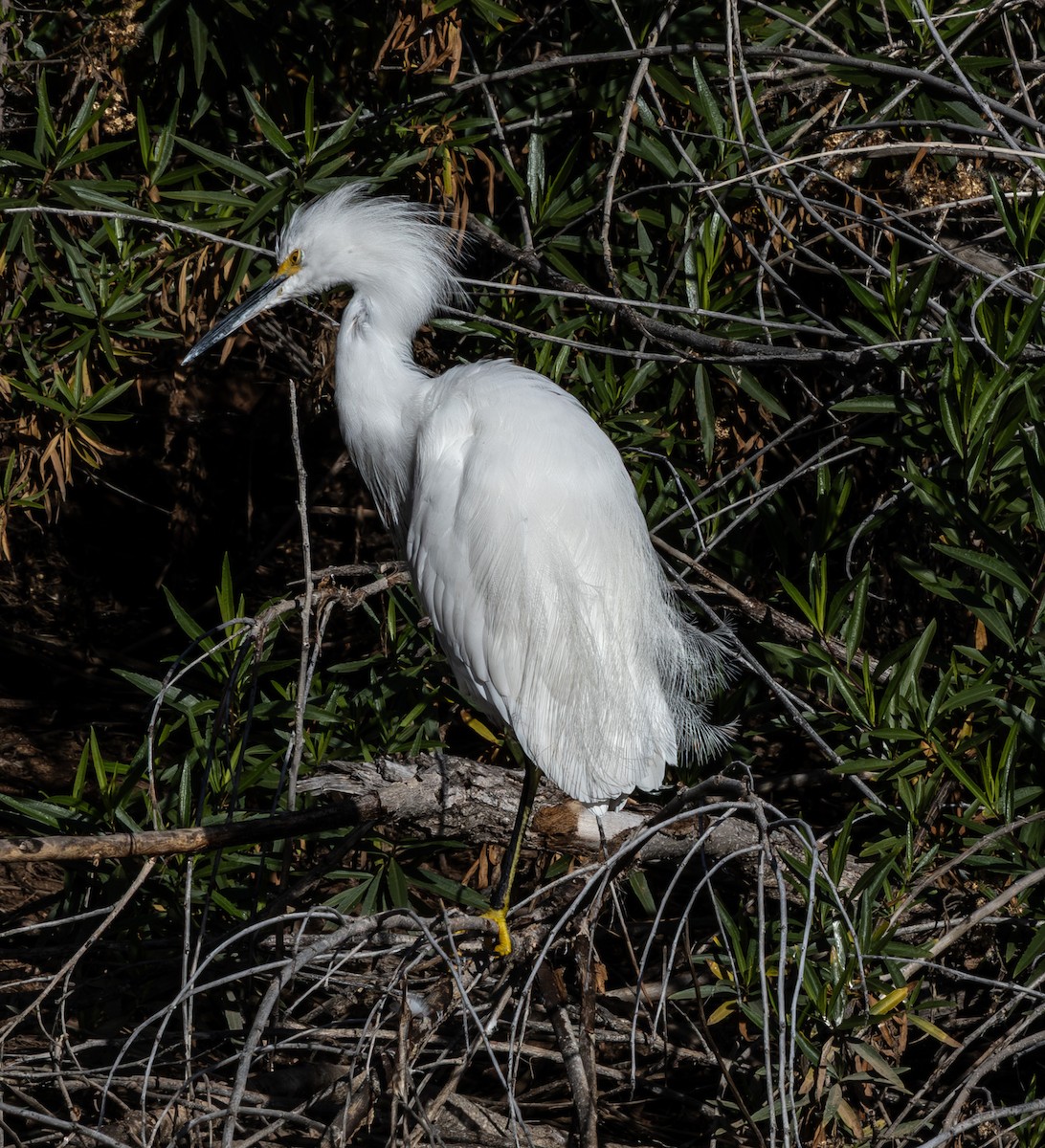Snowy Egret - ML647166629