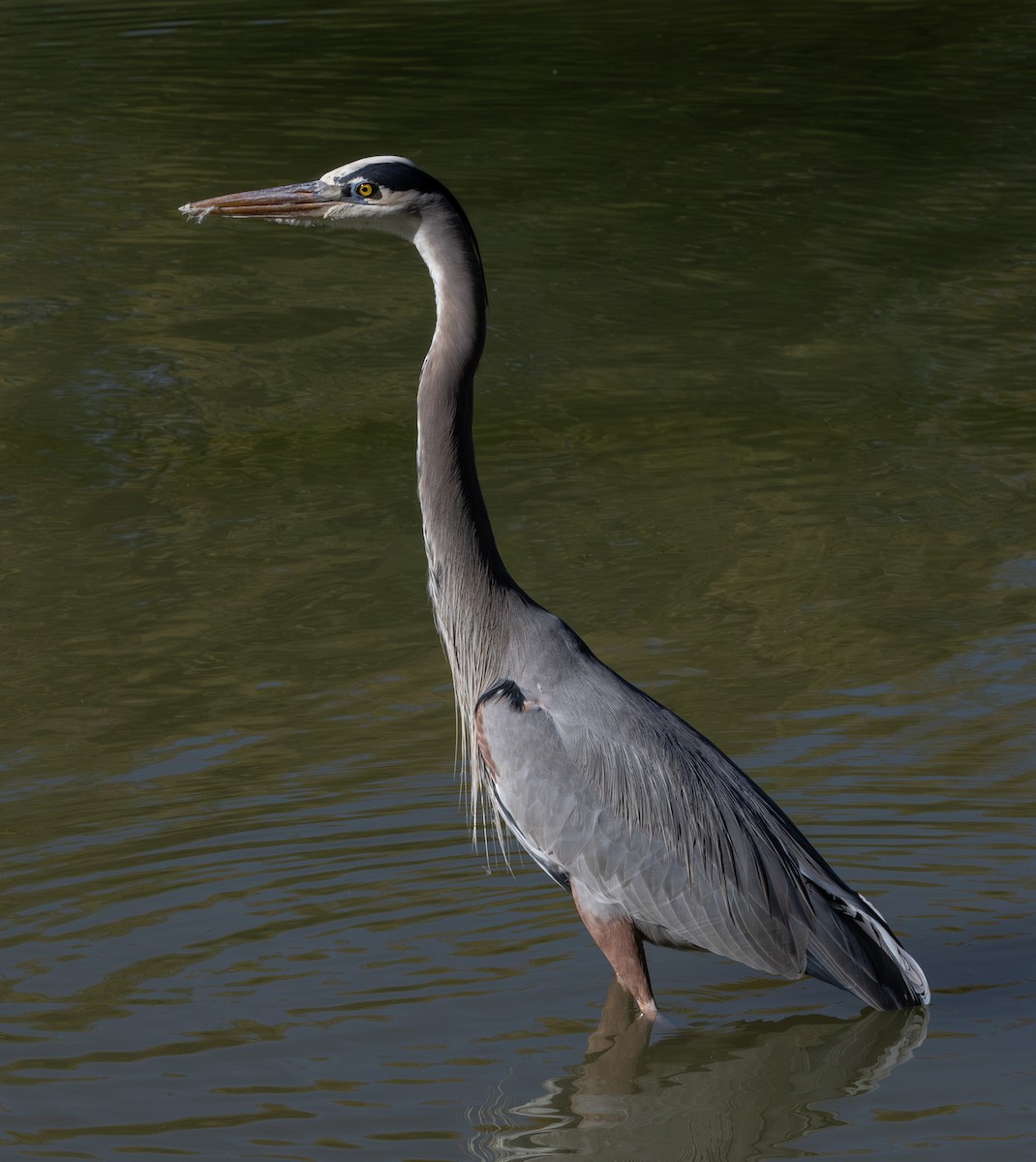 Great Blue Heron - ML647166630