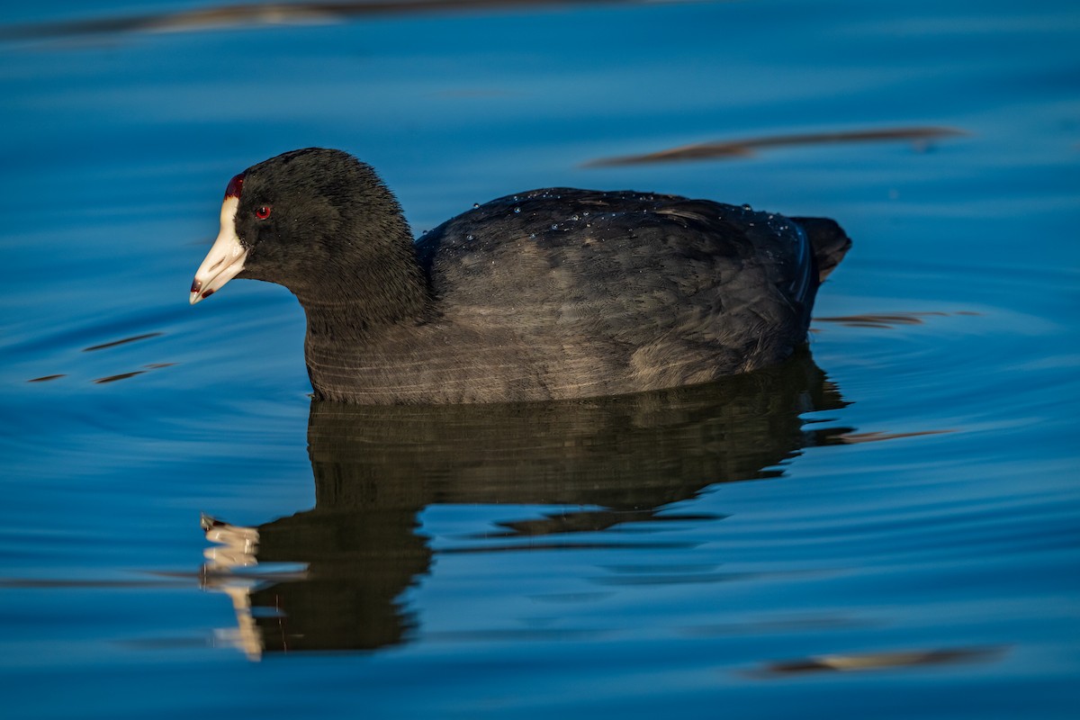 American Coot - ML647166631