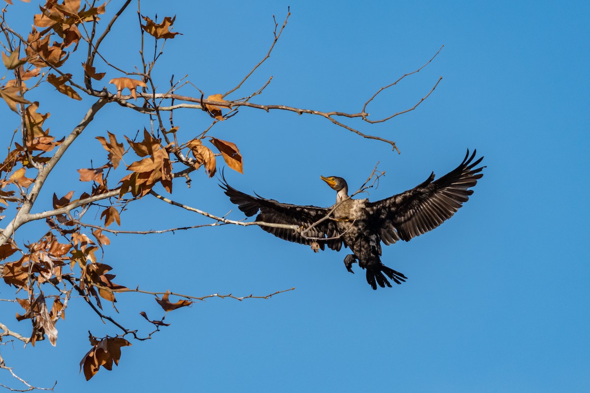 Double-crested Cormorant - ML647166632