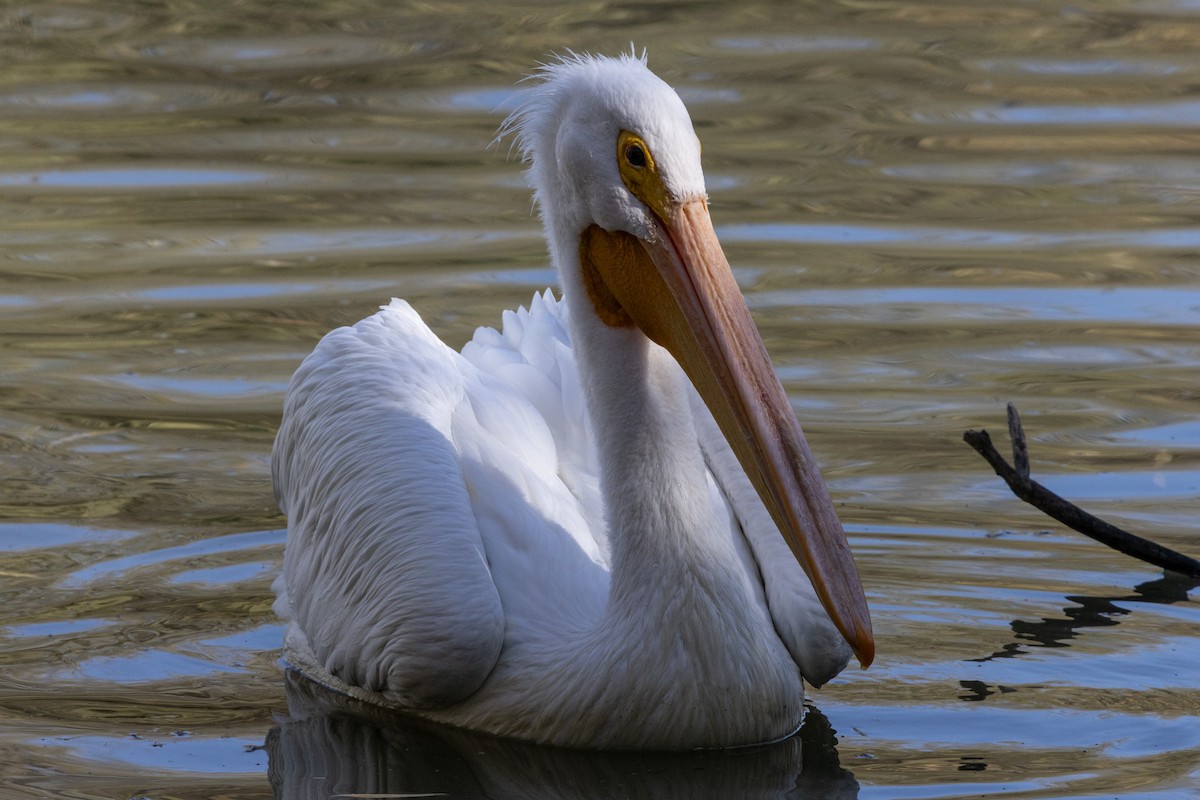 American White Pelican - ML647166633