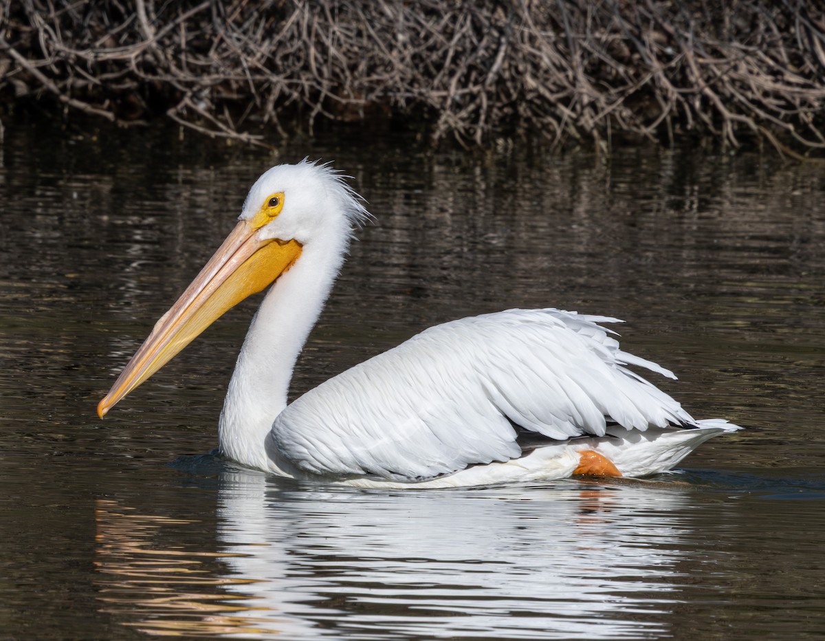 American White Pelican - ML647166634