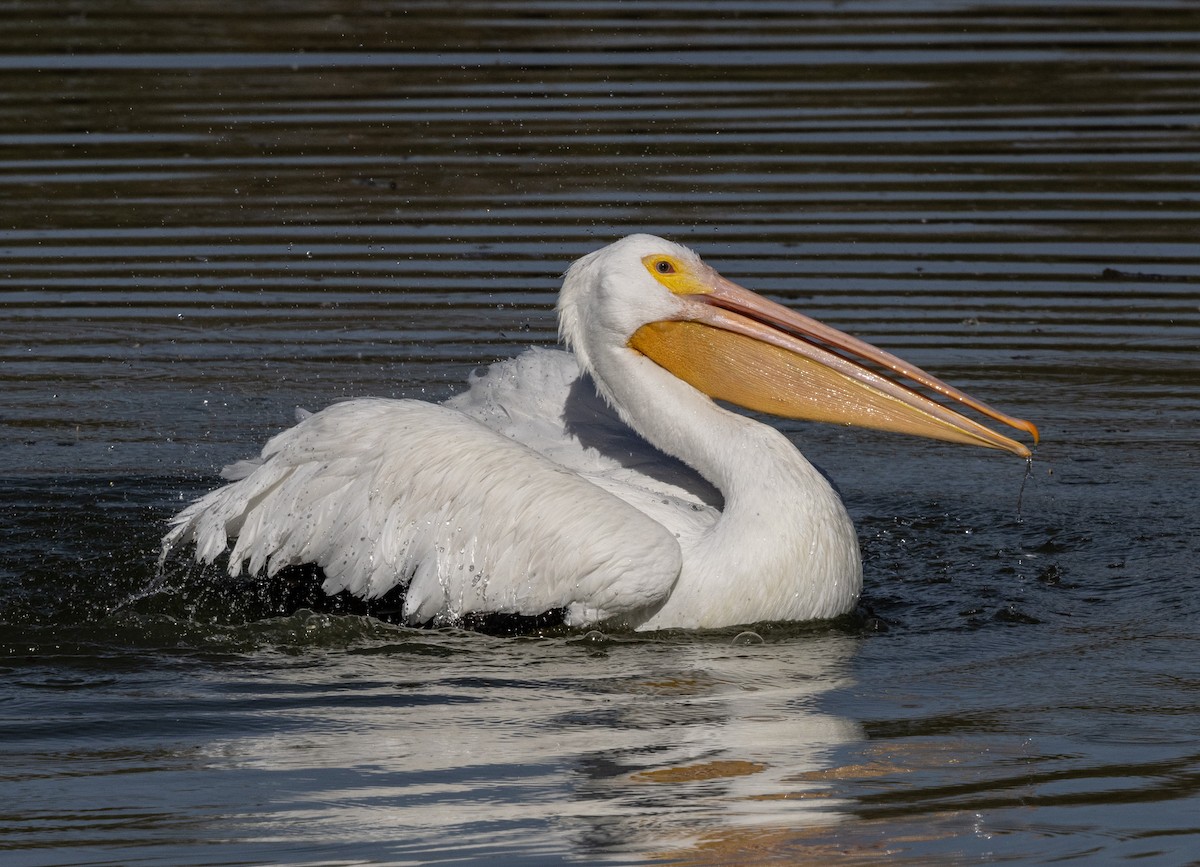 American White Pelican - ML647166635