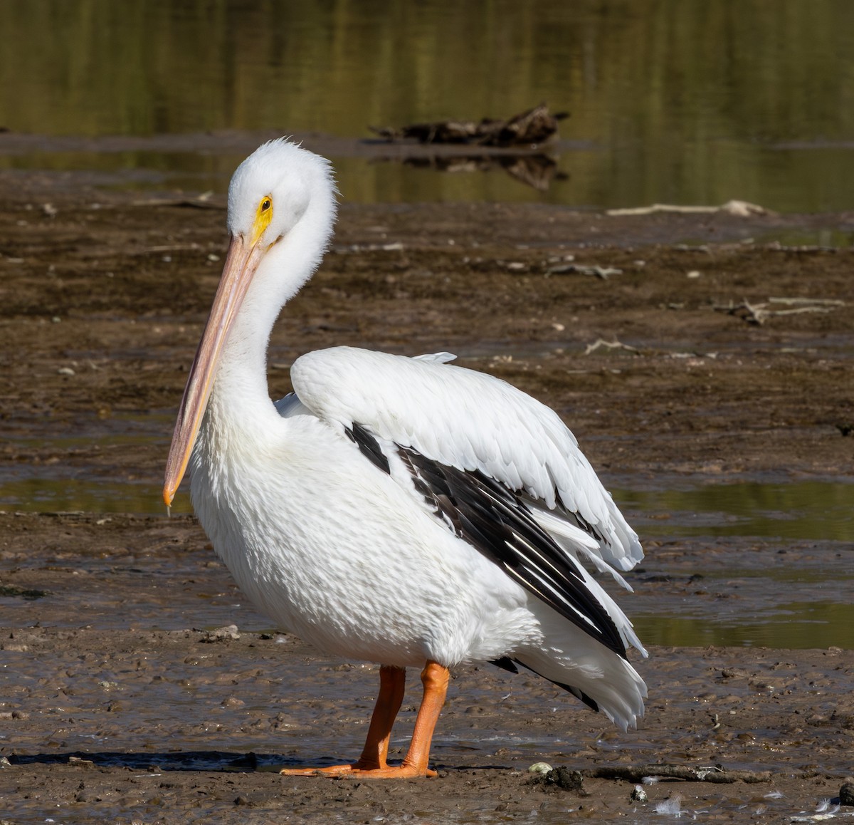 American White Pelican - ML647166636
