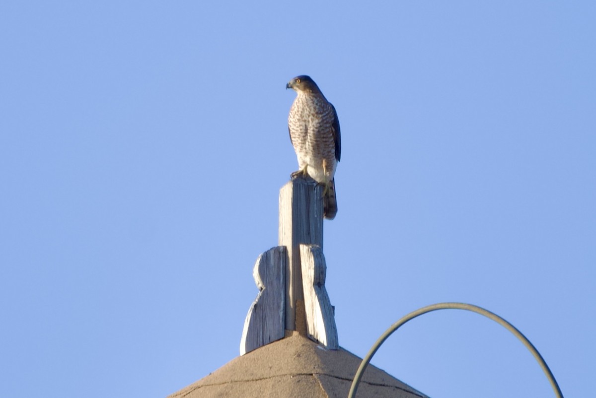 Cooper's Hawk - ML647166637