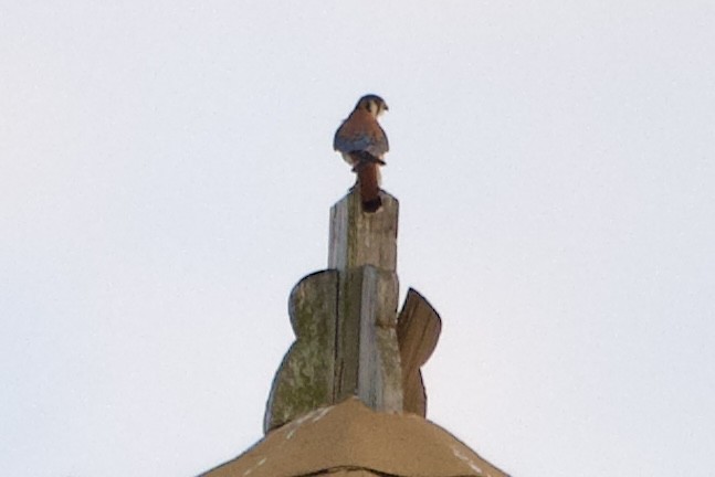 American Kestrel - ML647166638