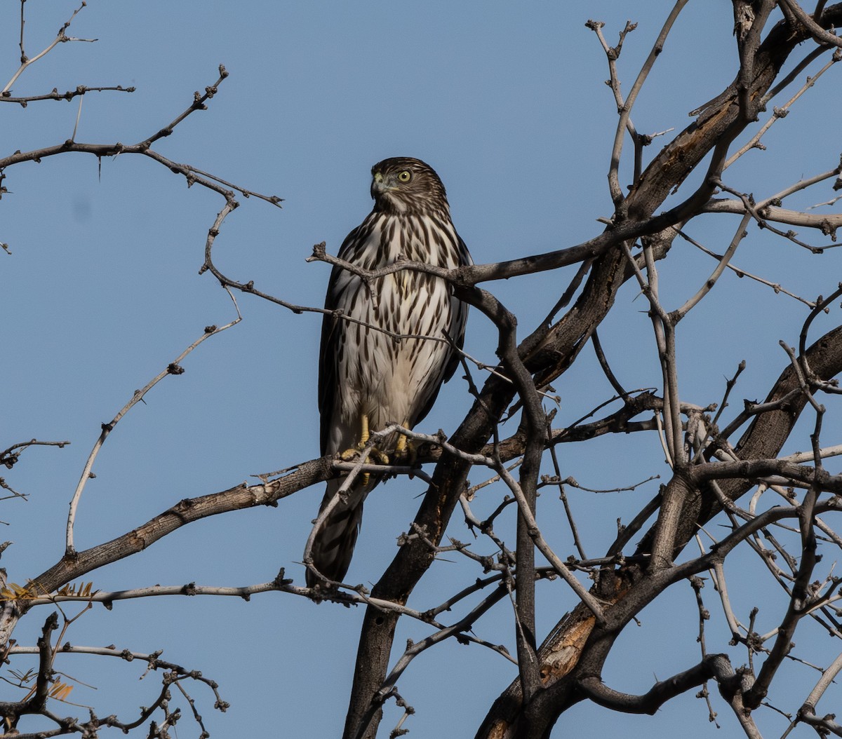 Cooper's Hawk - ML647166639