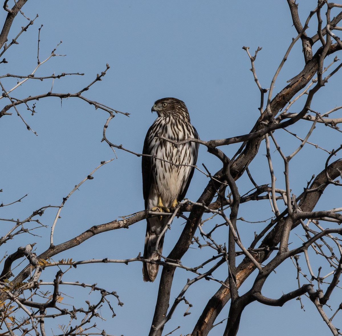 Cooper's Hawk - ML647166640
